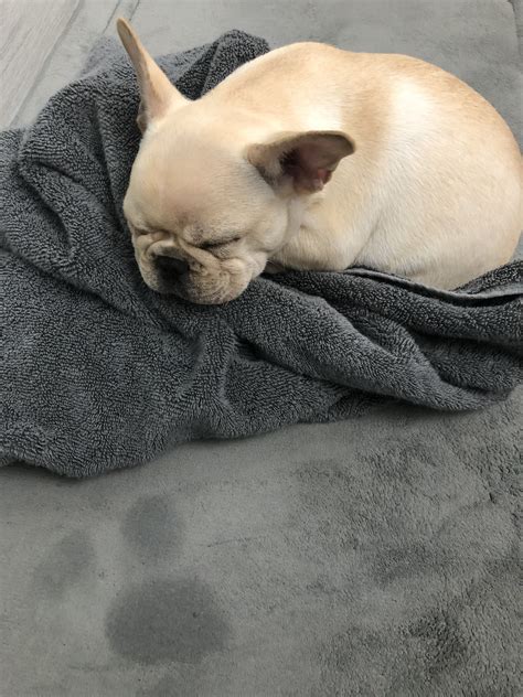  Some Frenchies might sleep the entire day, but perk up for morning and evening walks