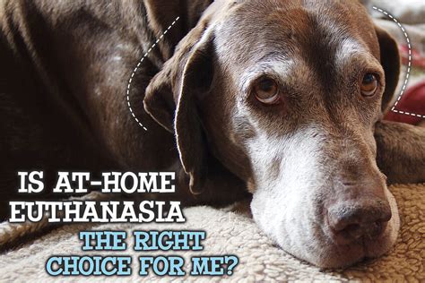  Some are against dog euthanasia at home because it seems like a terrible thing to do