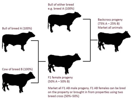  Some are purebred and some are produced through crossbreeding