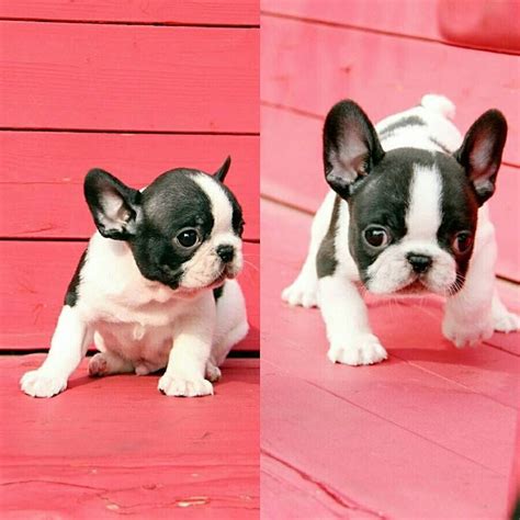  Some breeders advertise "micro" Frenchies as smaller, cuter versions of the breed, but it