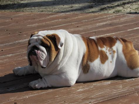  Some breeders and dog owners also wanted to have an English Bulldog that is smaller in size