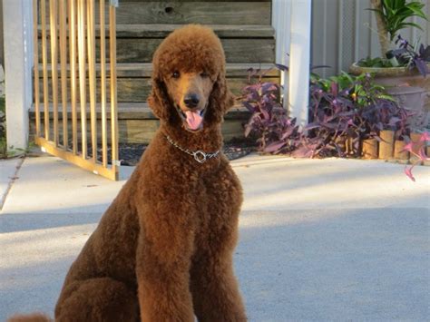  Some breeders introduce more poodle into the bloodlines to help achieve more consistency in coat type
