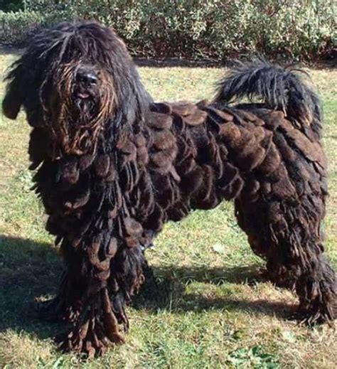  Some breeders specialize in producing dogs of this unusual color