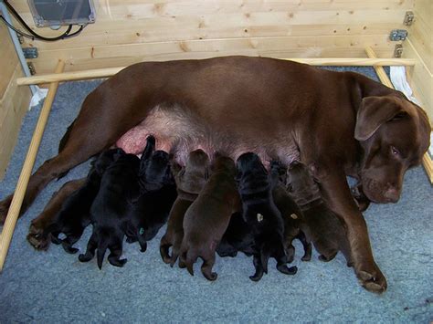  Some breeds of dogs are more likely to have larger litters than others