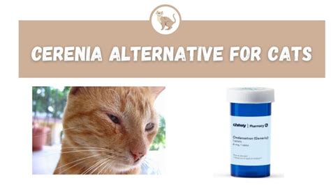  Some cats experience mild side effects, such as nausea and dry mouth, after being given CBD