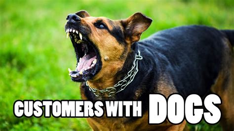  Some customers give them to younger dogs to help them focus during training or stressful events