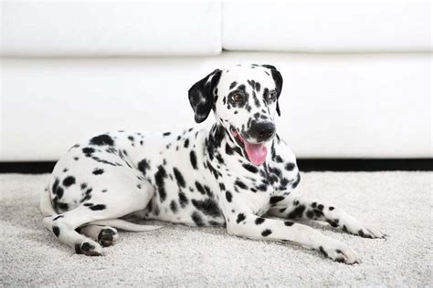  Some dog breeds, such as the Dalmatian, are more prone to hereditary deafness than others