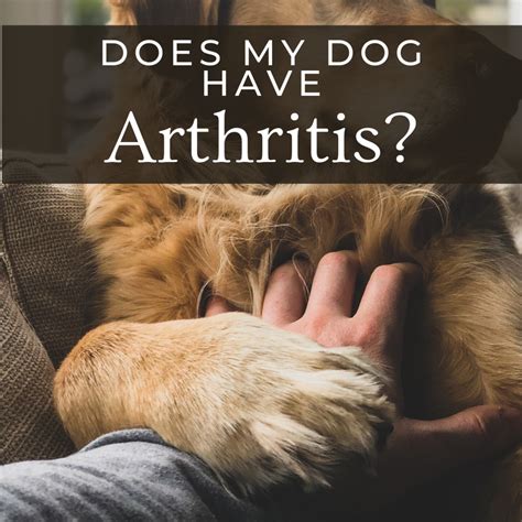  Some dog breeds are also more prone to issues such as arthritis and joint disorders