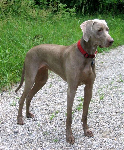  Some dog breeds such as Weimaraners are predisposed to these hernias