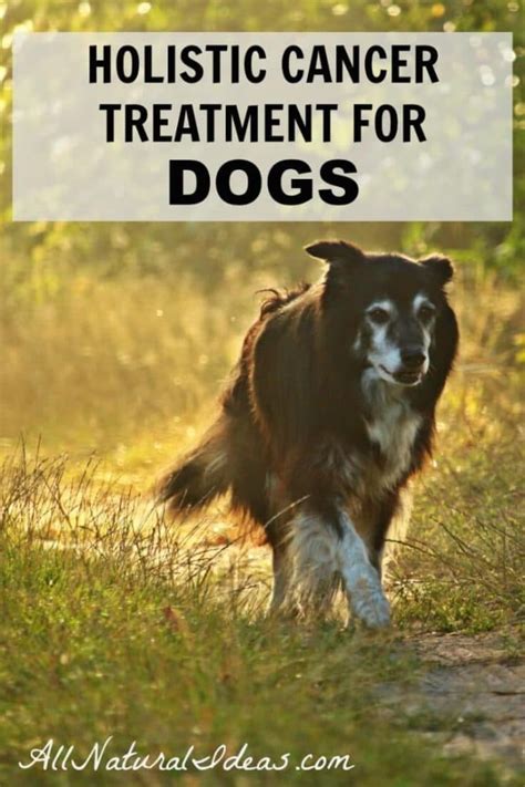  Some dog owners reported cancer after prolong use but there is no scientific research or proof that it causes it