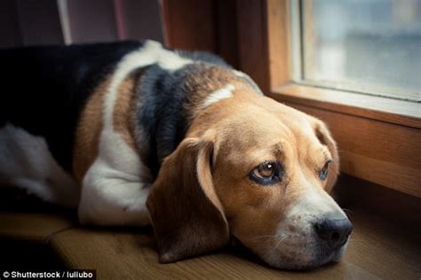  Some dogs are anxious when their owners leave them home alone