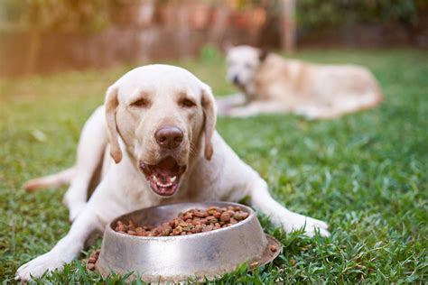  Some dogs have voracious appetites that are never satisfied