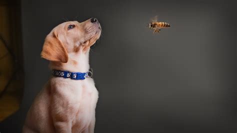  Some dogs react to vaccines or get stung by a bee, causing your pet