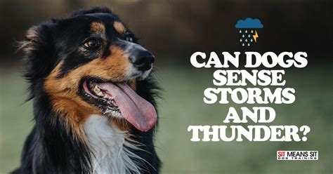  Some dogs really hate storms! If your dog has difficulty being separated from you, you can give them a CBD doggie treat before you have to leave