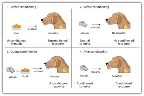  Some dogs respond better to multiple daily doses, while others benefit from a single daily serving