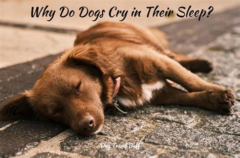 Some dogs will cry for a few minutes while others may bark or howl for hours on end