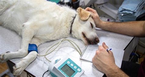  Some dogs with severe signs may not improve after surgery and may need to be euthanized