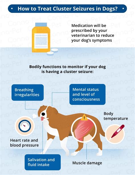  Some dogs with these kinds of seizures may be weaned off their medications over time if they are treated for the underlying cause
