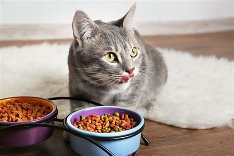 Some felines will only eat dry kibble, and the main advantage is it stays fresh longer than canned cat food