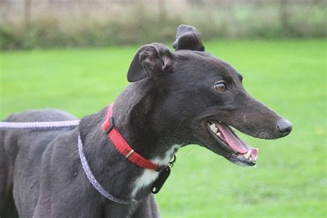  Some greyhounds may be more laid back and easy-going, while others may be more energetic and high-strung