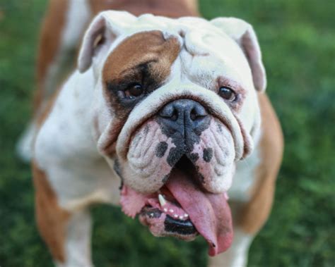  Some large, assertive breeds that resemble bulldogs are not the best choices for families with kids, including the cane Corso and dogo Argentino