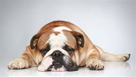  Some may consider their bulldogs lazy, but taking it easy is simply in their blood
