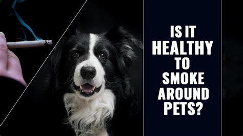  Some medical professionals are even saying that pets are feeling secondhand anxiety from their owners who are coping with things like the uncertainty of the pandemic 2