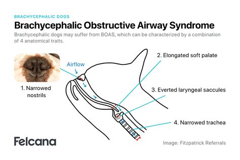  Some of the conditions Frenchies may develop include: Brachycephalic obstructive airway syndrome BOAS — this can cause severe breathing problems and is caused by their shorter faces