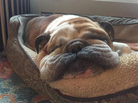  Some owners I talked to did say that their Bulldogs tend to sleep more when left home alone for long amounts of time, like when their owner is at work