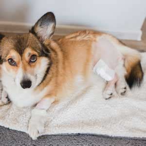  Some owners report that once their dog fully recovered, they would not know that their dog ever had an injury
