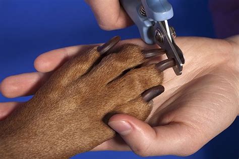  Some people do not feel comfortable clipping their dogs nails and will take them to a groomer or vet