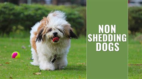  Some people may even believe that they are a non-shedding breed, but further research shows that this is not the case