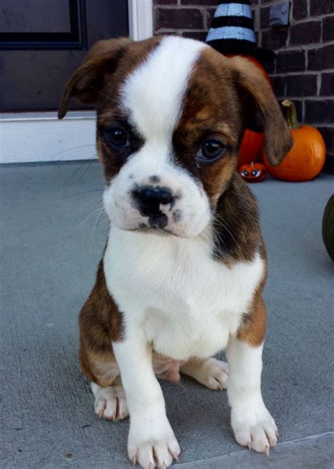  Some people who are into the Boston Terrier boxer mix for sale will decide that the medium-sized dog is more than enough
