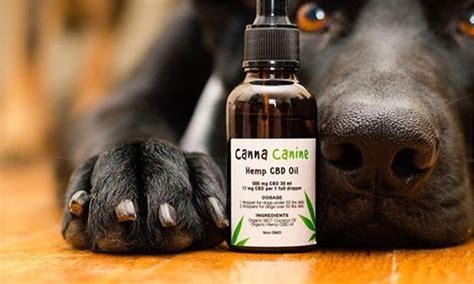  Some pet owners obtain CBD oil from dispensaries under their own medical marijuana card, but you can also buy it online or in most health food stores