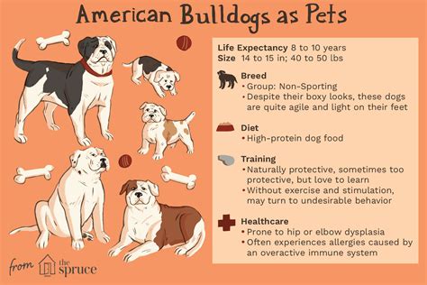  Some potential health conditions to be aware of in general with the American Bulldog include hip dysplasia, elbow dysplasia, thyroid disorders, kidney disorders, bone cancer, and eye-related issues like ectropion, entropion, and cherry eye