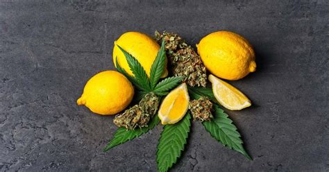  Some terpenes are thought to have health benefits