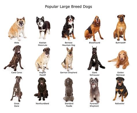  Some types can even be classified as large dogs while other breeds are more of a tiny dog
