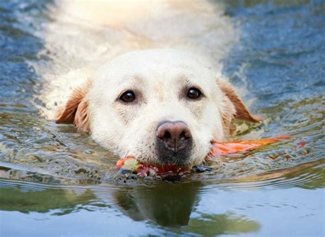  Sometimes, even dogs who were bred for swimming and water activities don