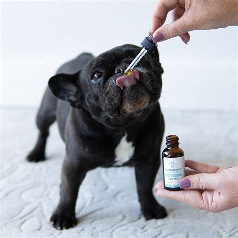  Sometimes, however, dogs experience one or more of the following side effects of CBD oil: Nausea and vomiting