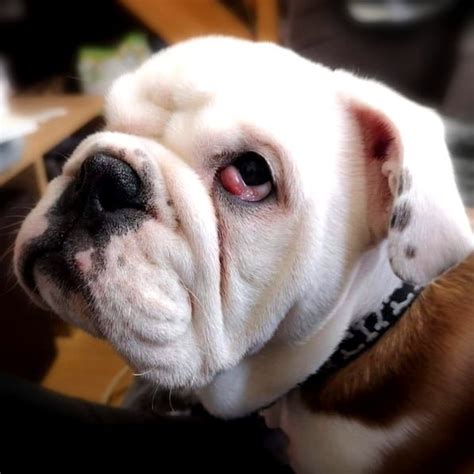  Sometimes, this means more work for training! English Bulldogs are often used as mascots! In fact, they are the mascot of the British Bulldog Breed Council
