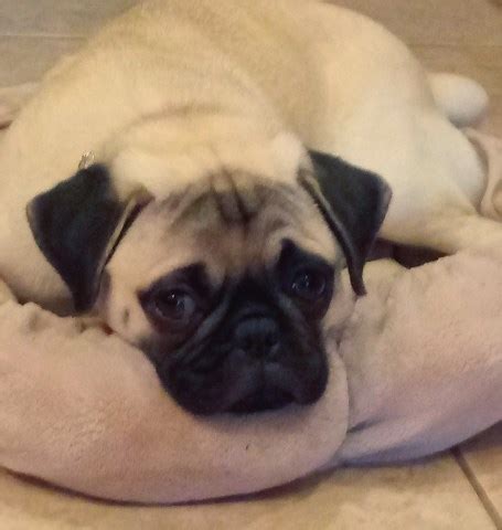  Sometimes, you may find a Pug for free in Michigan to a good home listed by an owner who may no longer be able to look