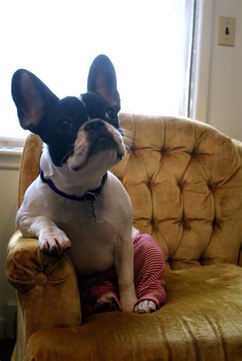  Sometimes French bulldogs may drag the toenails or occasionally stumble and fall in the limbs