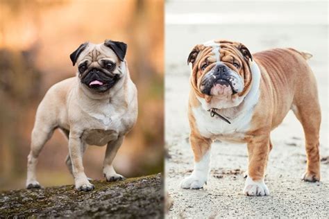  Sometimes called a Bull-Pug, the Miniature Bulldog is a cross between an English Bulldog and a Pug, Puggle, or French Bulldog to create a smaller size bulldog that will be perfect for your family