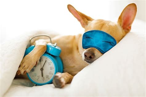  Sometimes insomnia can be expected since most dogs spend their day sleeping