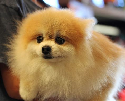  Sort Ads - of , It is believed that the Pomeranian was developed …
