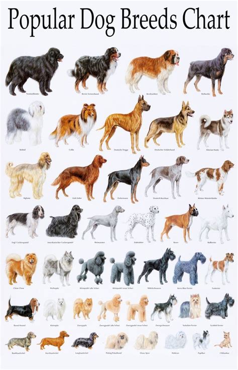  Sort Ads - of , There are many breeds of dogs available as pets in New Zealand, ranging from small to large, long coat and short coat