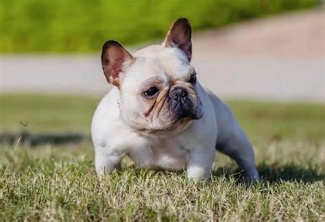  Source: Wikimedia Commons By the late nineteenth century, many wealthy French households had acquired a French Bulldog
