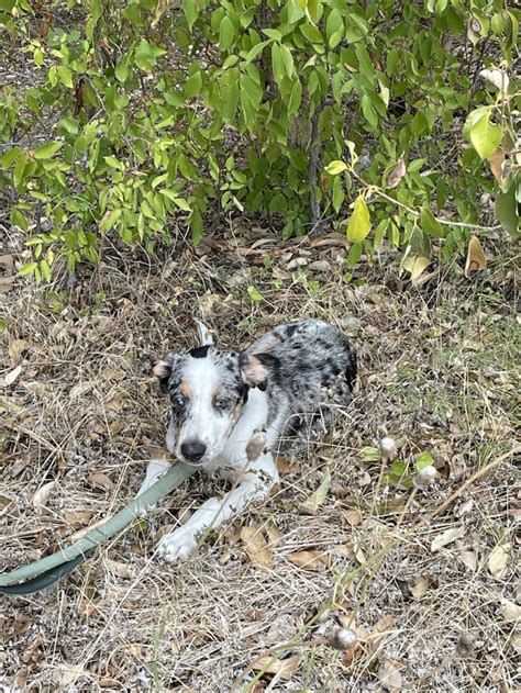  South Austin by I and Slaughter Looking for small dog