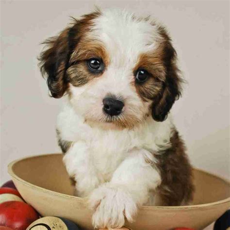 Southport Rehoming small breed puppy