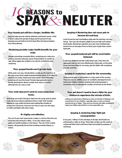  Spay or Neuter One of the best things you can do for your French Bulldog is to have her spayed neutered for males